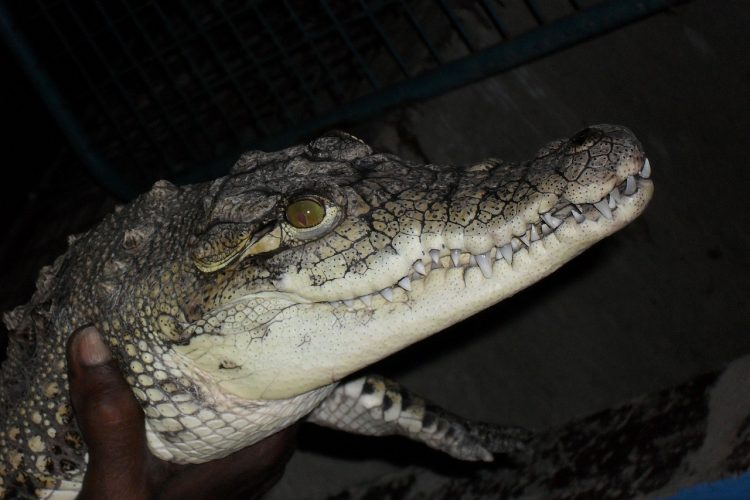 crocodile-172516_1280